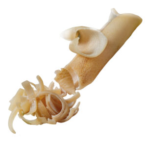 Sorici